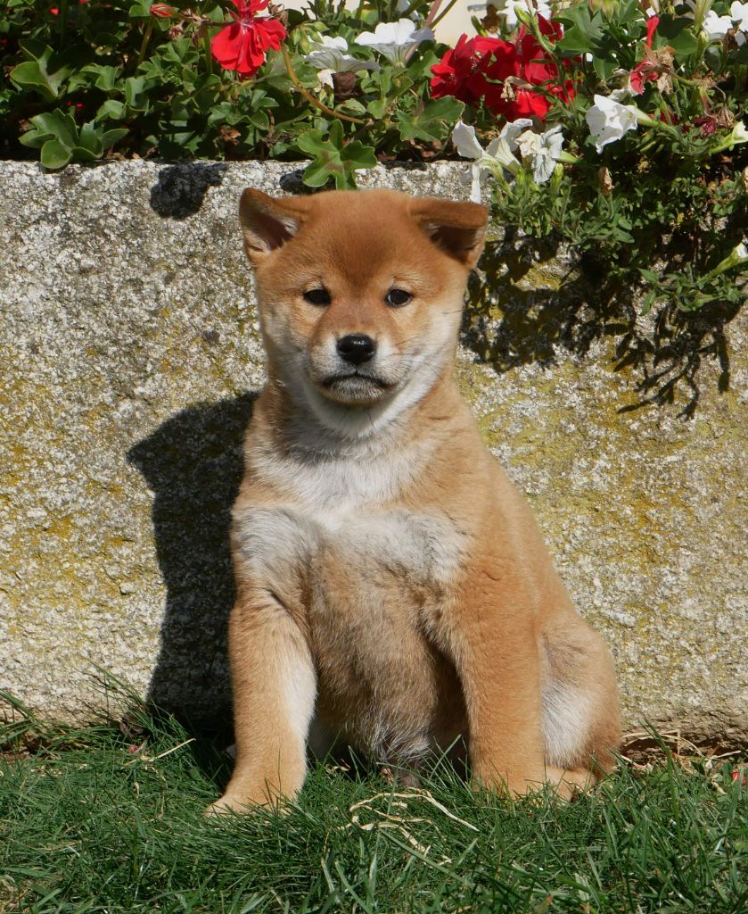 De La Source Des Rochettes - Chiots disponibles - Shiba