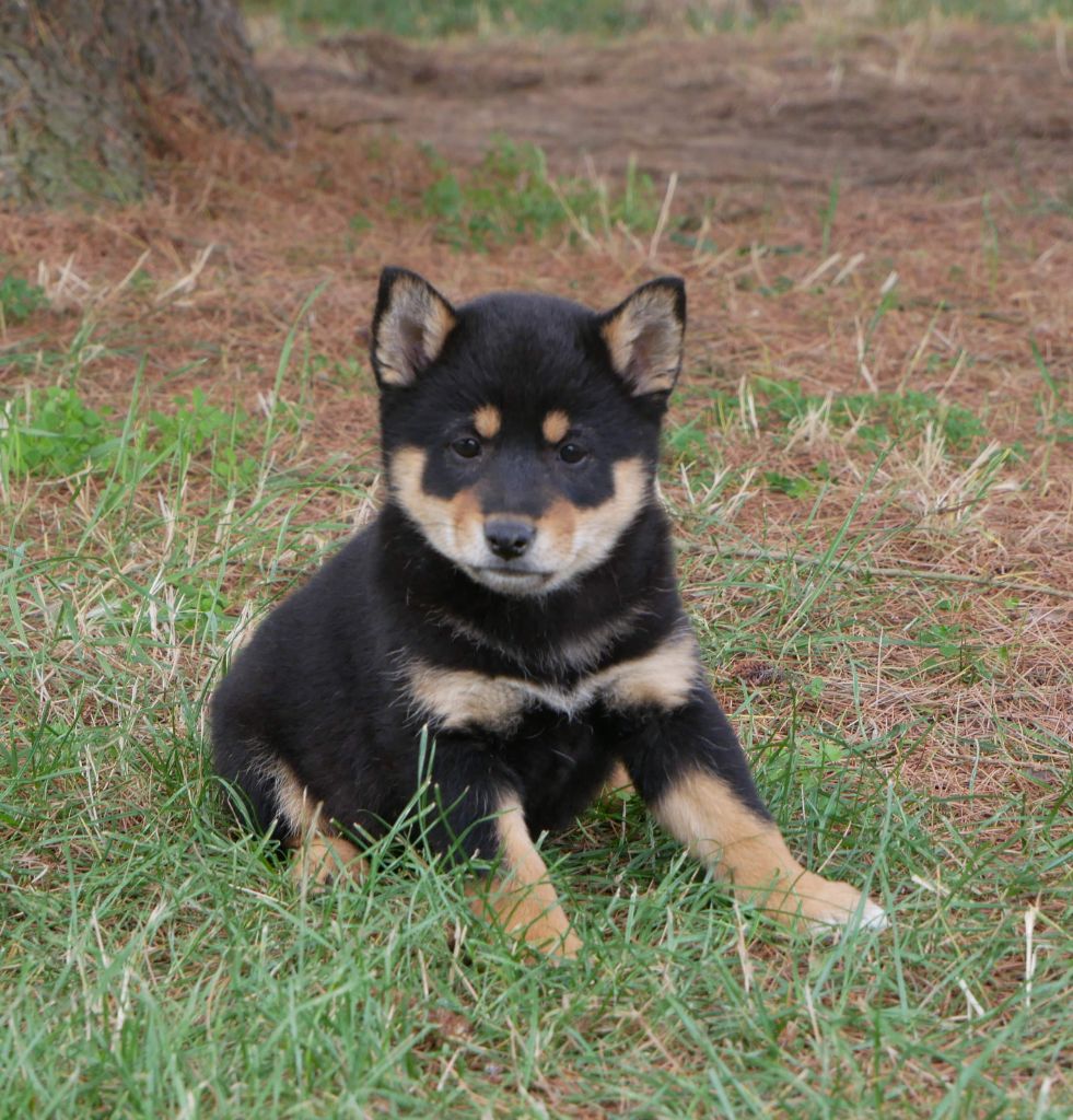 De La Source Des Rochettes - Chiots disponibles - Shiba