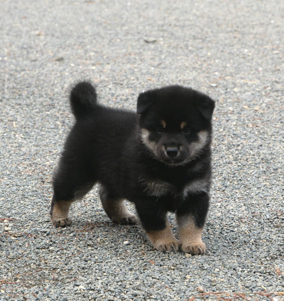 De La Source Des Rochettes - Chiots disponibles - Shiba