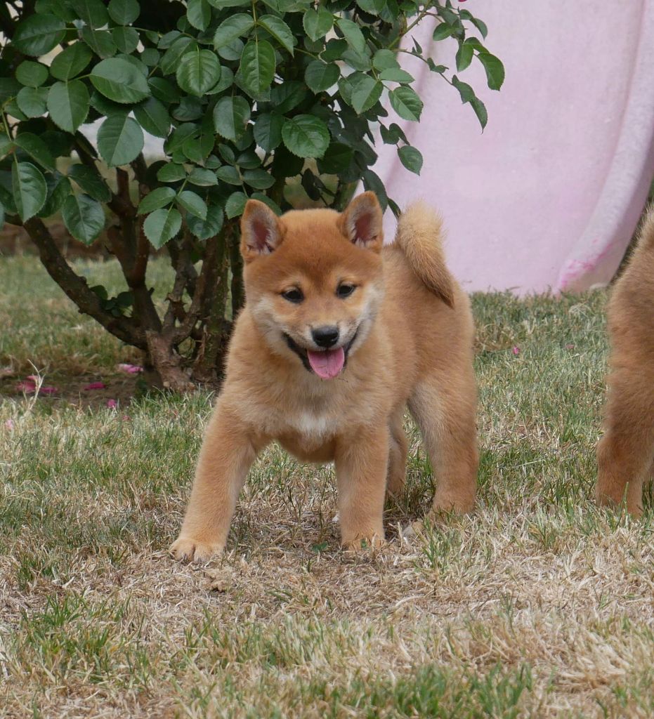 De La Source Des Rochettes - Chiots disponibles - Shiba