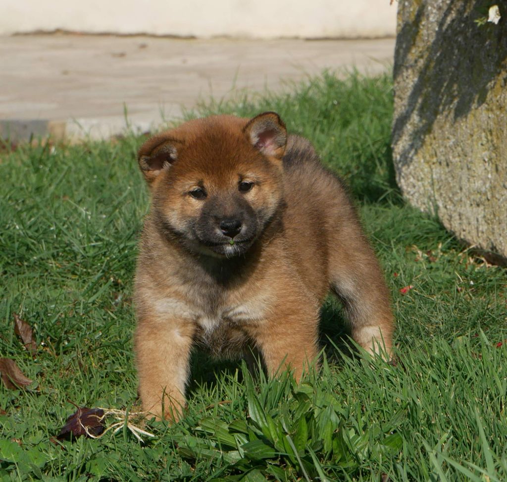 De La Source Des Rochettes - Chiots disponibles - Shiba