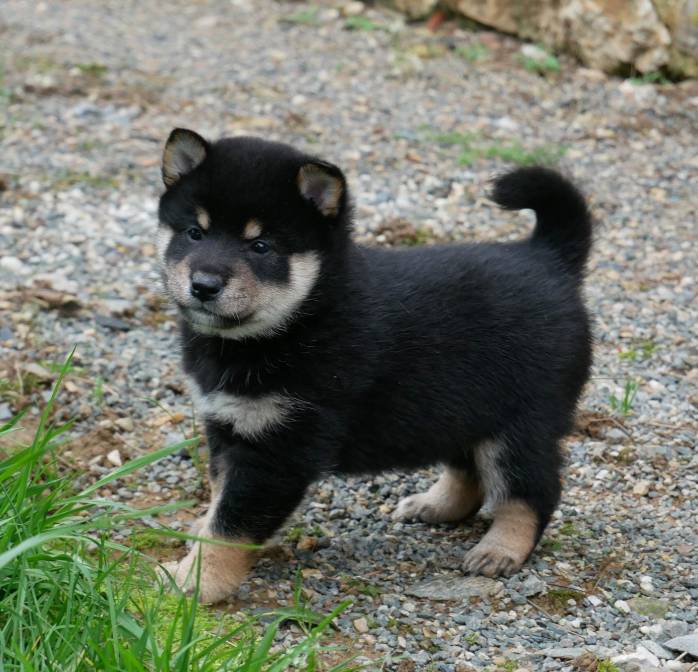 De La Source Des Rochettes - Chiots disponibles - Shiba