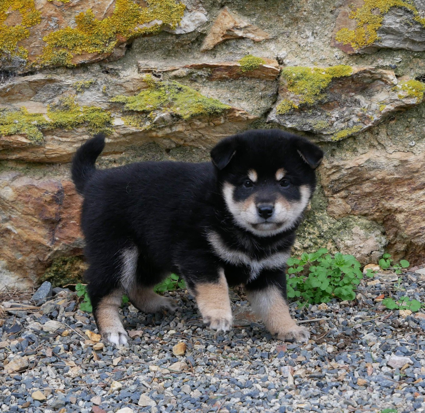 De La Source Des Rochettes - Chiots disponibles - Shiba