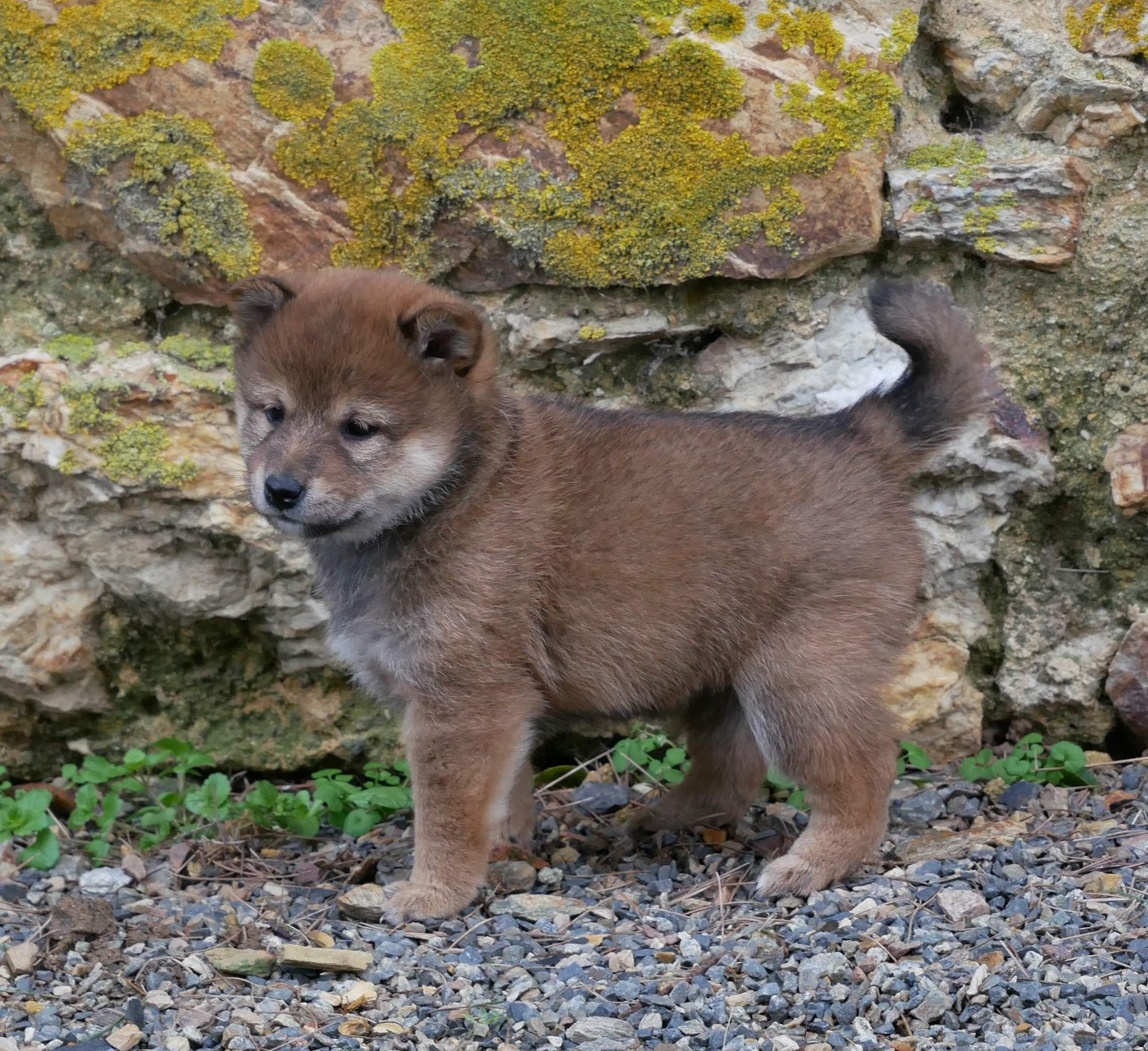 De La Source Des Rochettes - Chiots disponibles - Shiba