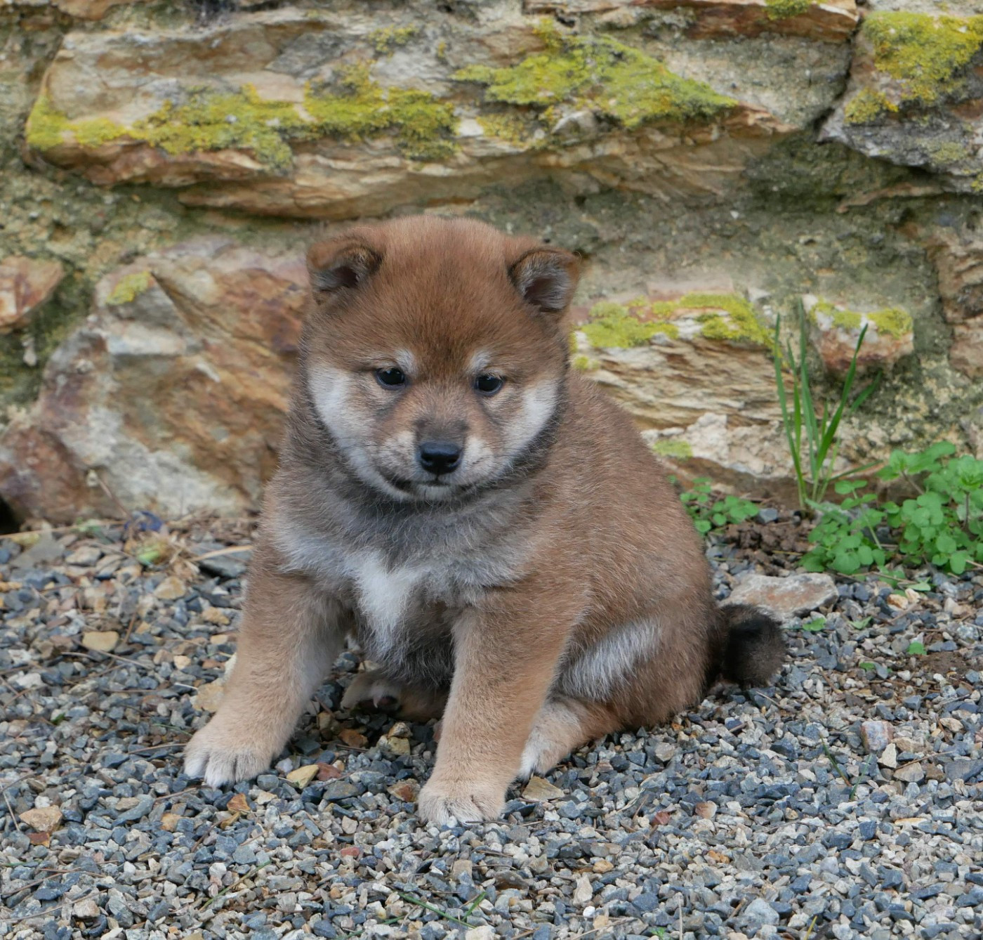 De La Source Des Rochettes - Chiots disponibles - Shiba