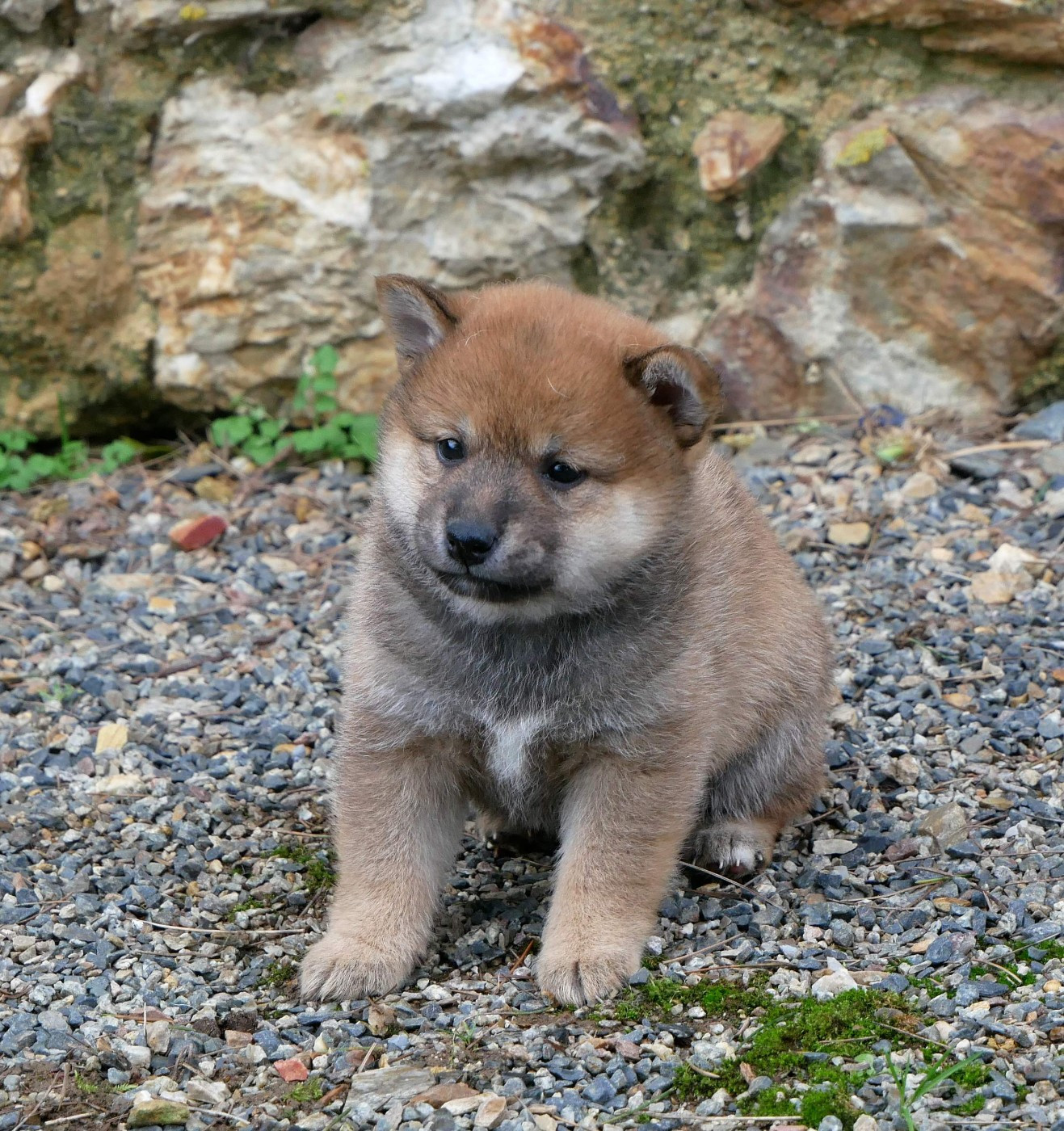 De La Source Des Rochettes - Chiots disponibles - Shiba