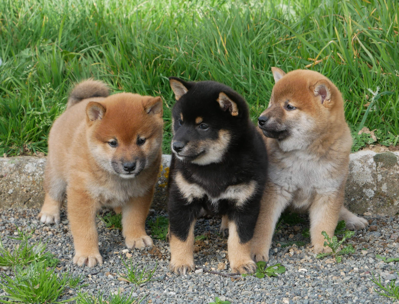 De La Source Des Rochettes - Shiba - Portée née le 09/01/2026