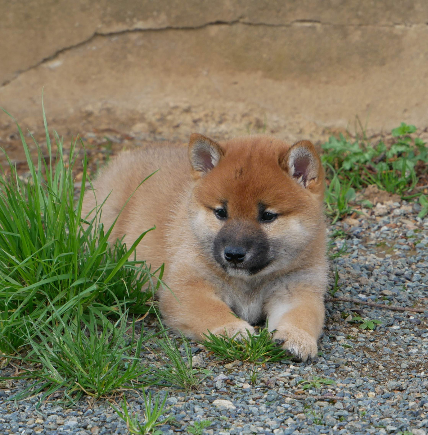 De La Source Des Rochettes - Chiots disponibles - Shiba