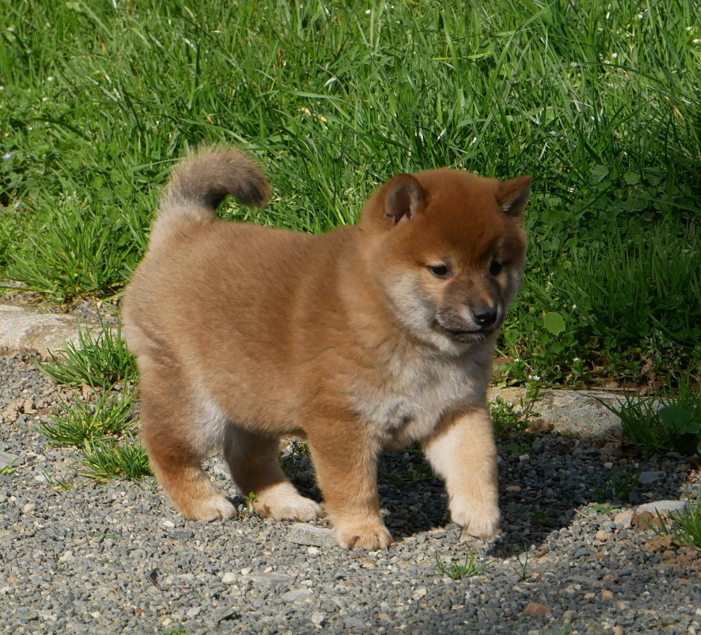 De La Source Des Rochettes - Chiots disponibles - Shiba