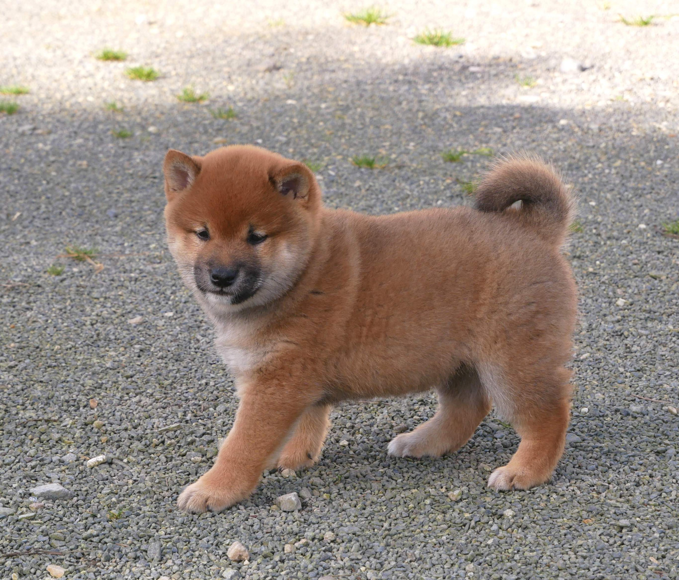 De La Source Des Rochettes - Chiots disponibles - Shiba