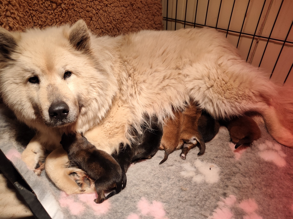 Chiot Eurasier De La Source Des Rochettes