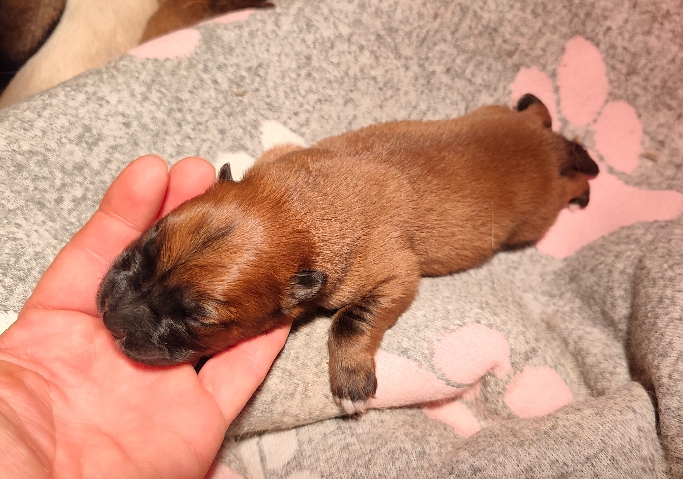 De La Source Des Rochettes - Chiots disponibles - Eurasier