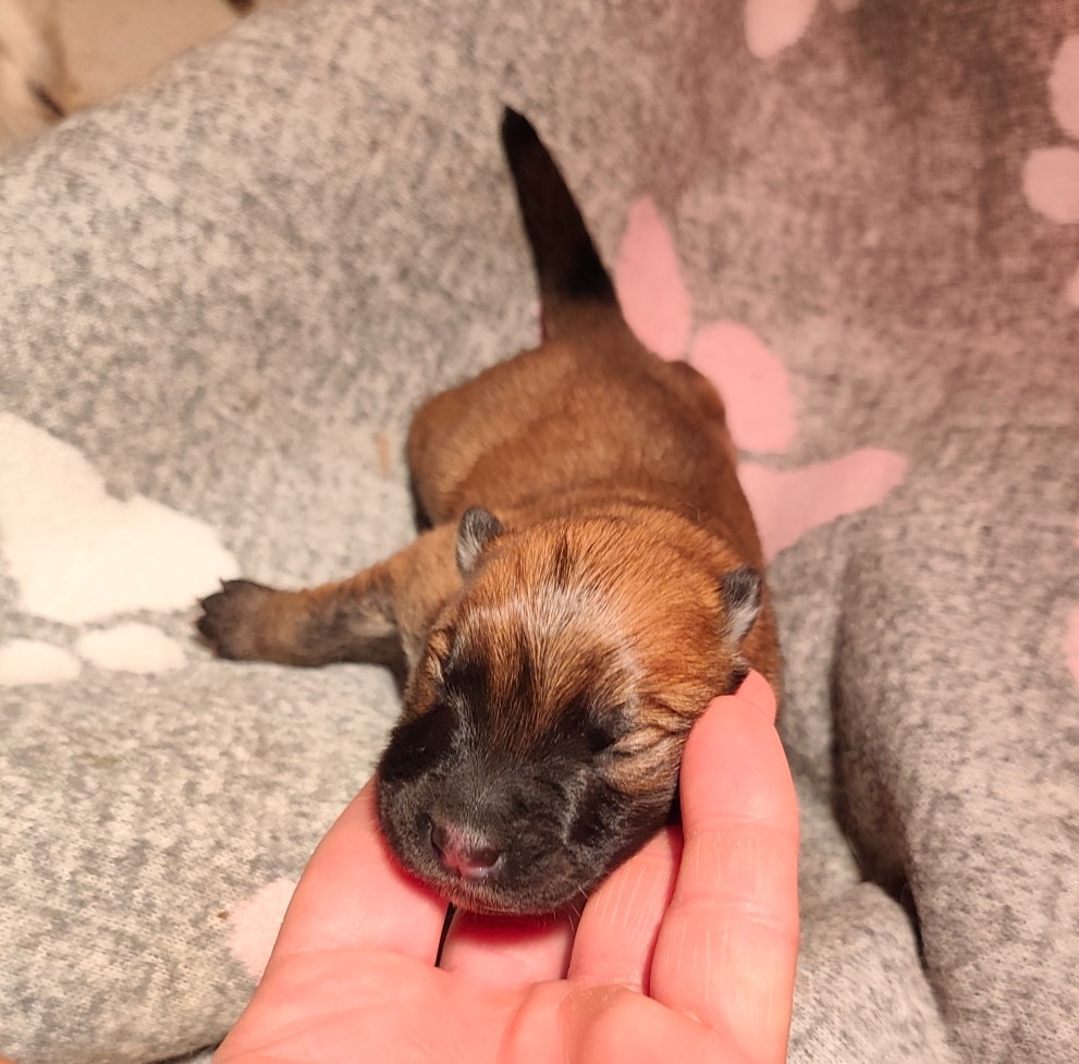 De La Source Des Rochettes - Chiots disponibles - Eurasier