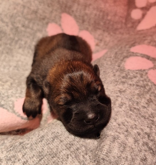 De La Source Des Rochettes - Chiots disponibles - Eurasier