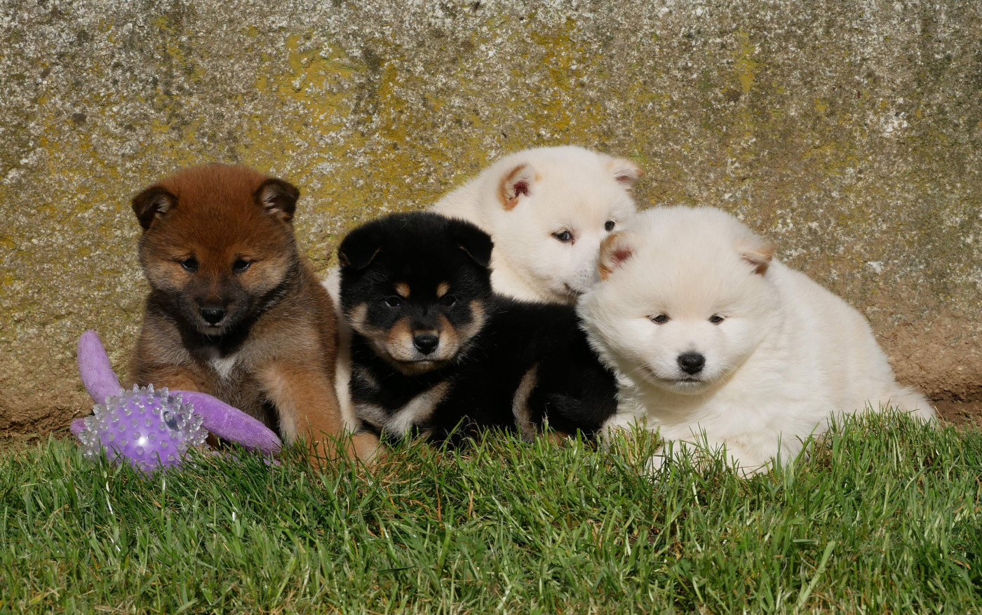 De La Source Des Rochettes - Shiba - Portée née le 26/01/2026