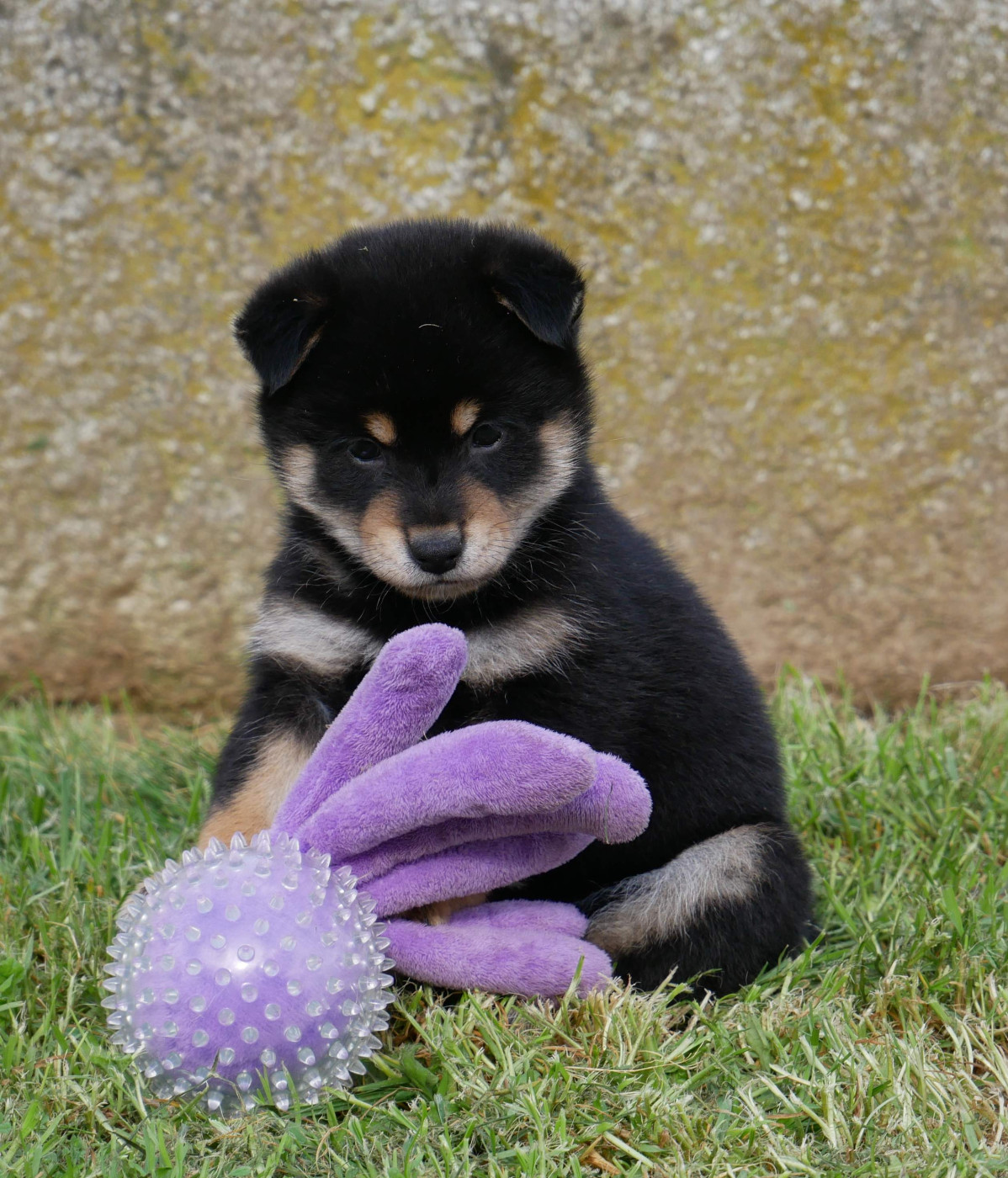 De La Source Des Rochettes - Chiots disponibles - Shiba
