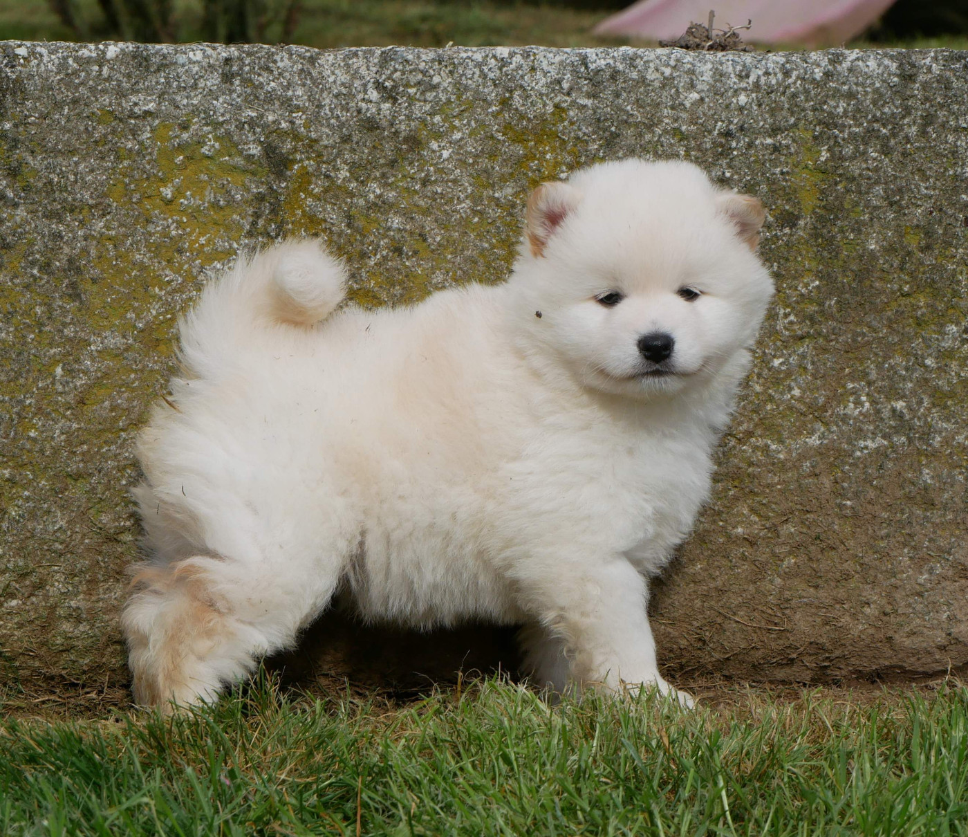 De La Source Des Rochettes - Chiots disponibles - Shiba