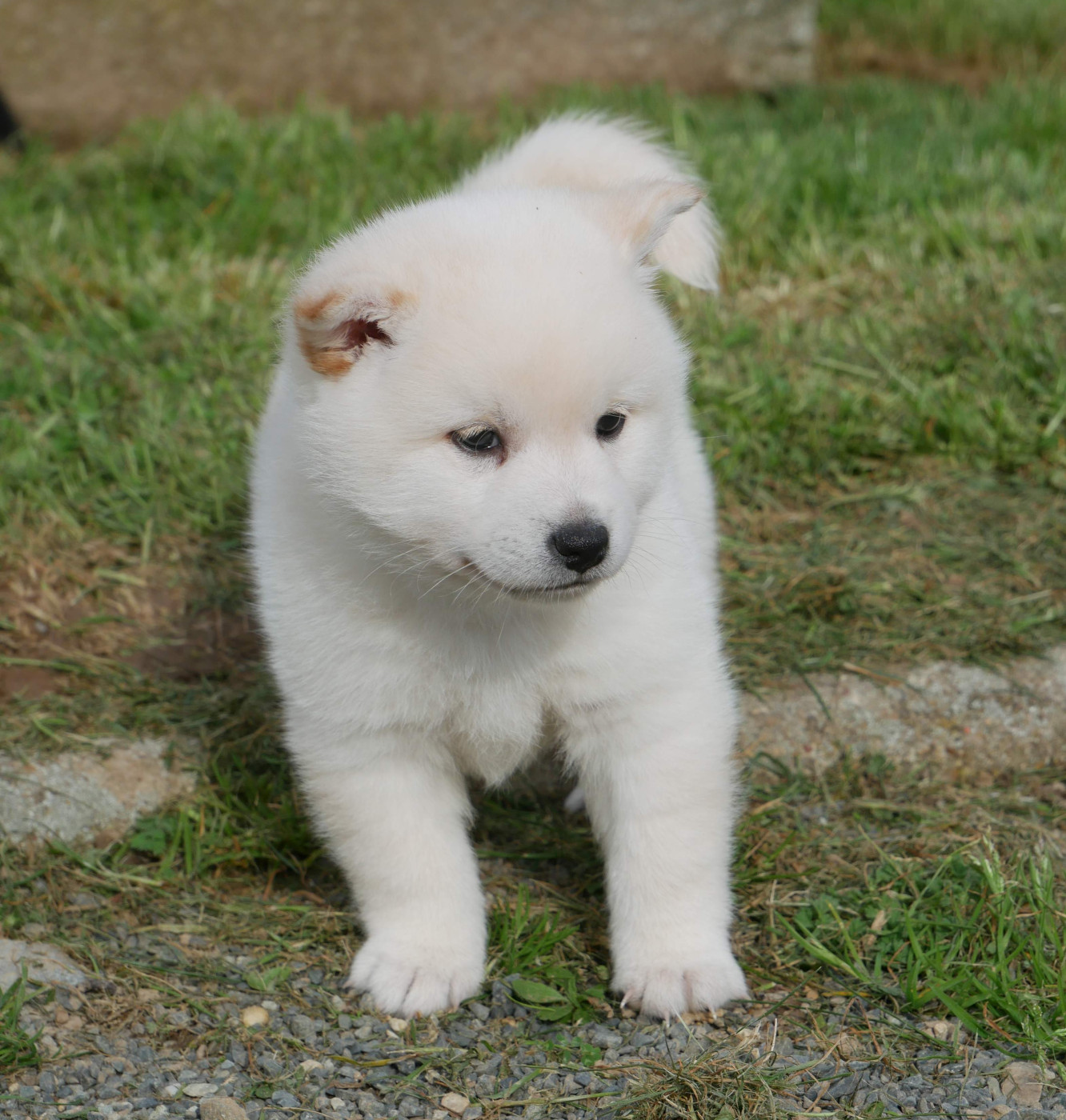 De La Source Des Rochettes - Chiots disponibles - Shiba