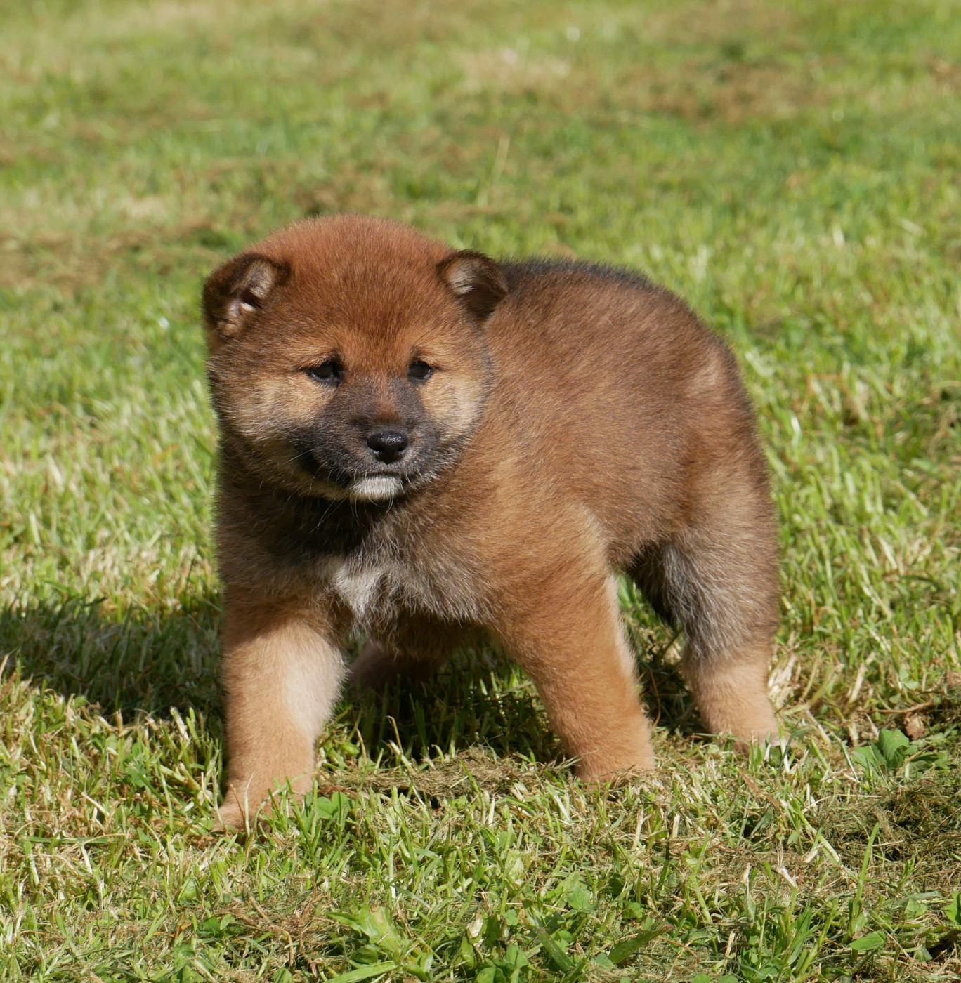 De La Source Des Rochettes - Chiots disponibles - Shiba