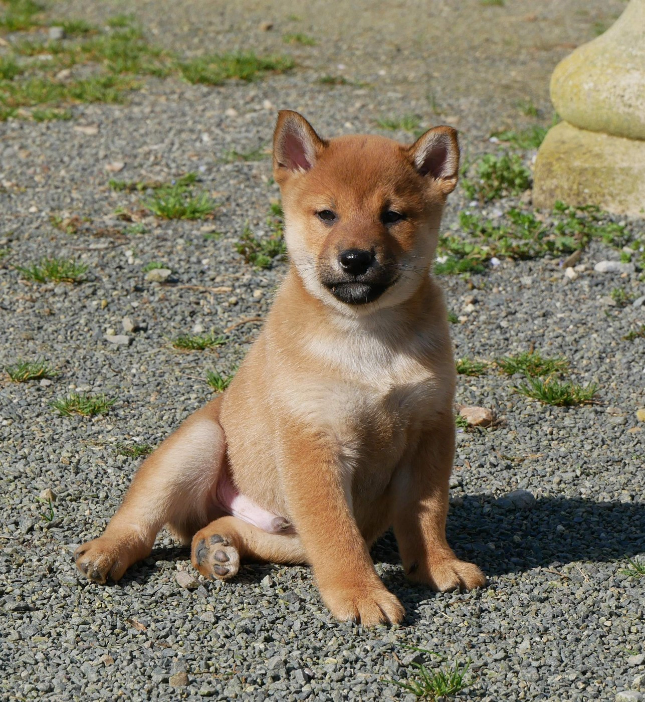 De La Source Des Rochettes - Chiots disponibles - Shiba