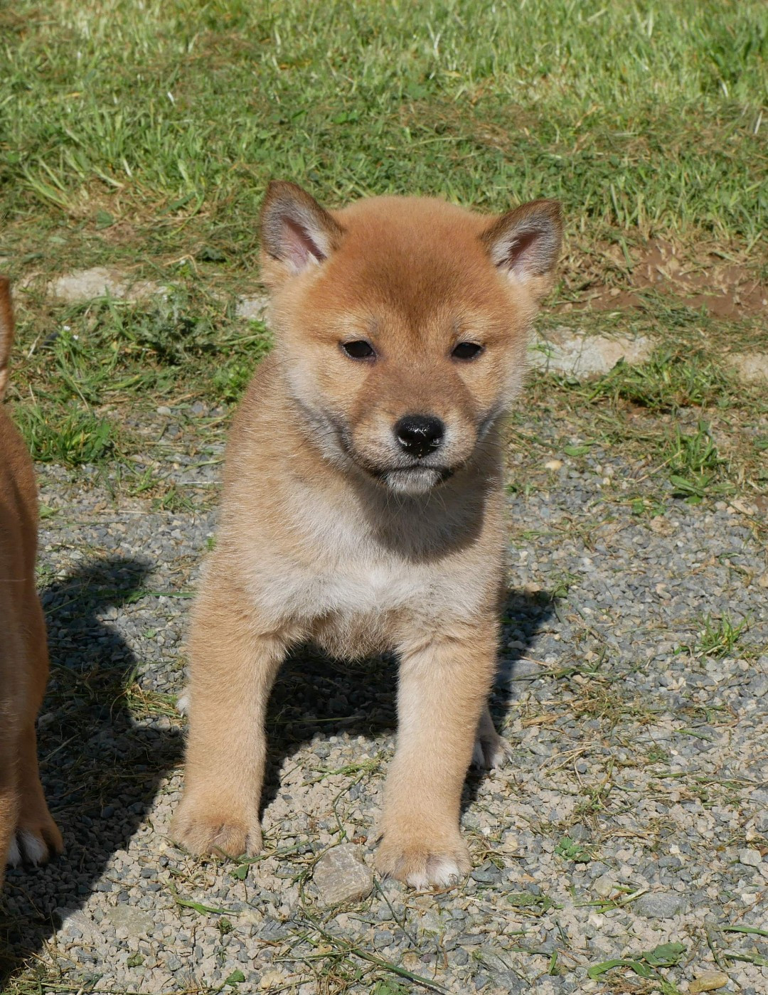 De La Source Des Rochettes - Chiots disponibles - Shiba