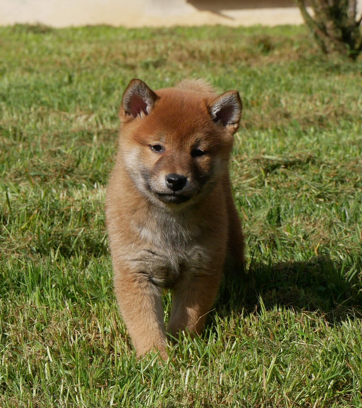 De La Source Des Rochettes - Chiots disponibles - Shiba