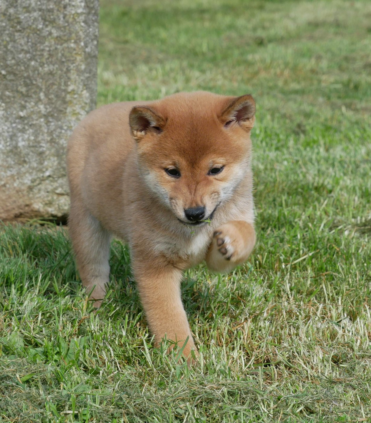 De La Source Des Rochettes - Chiots disponibles - Shiba