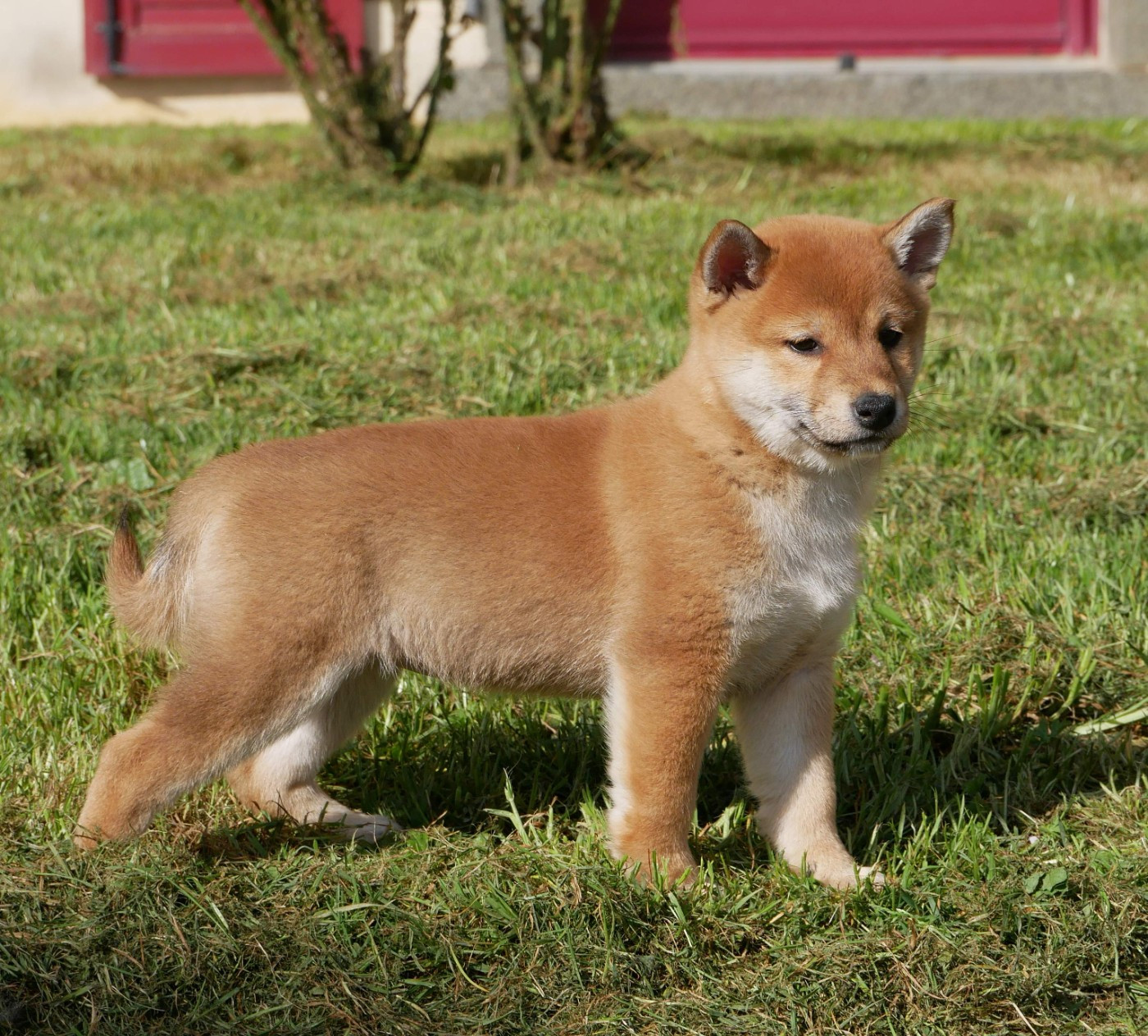 De La Source Des Rochettes - Chiots disponibles - Shiba