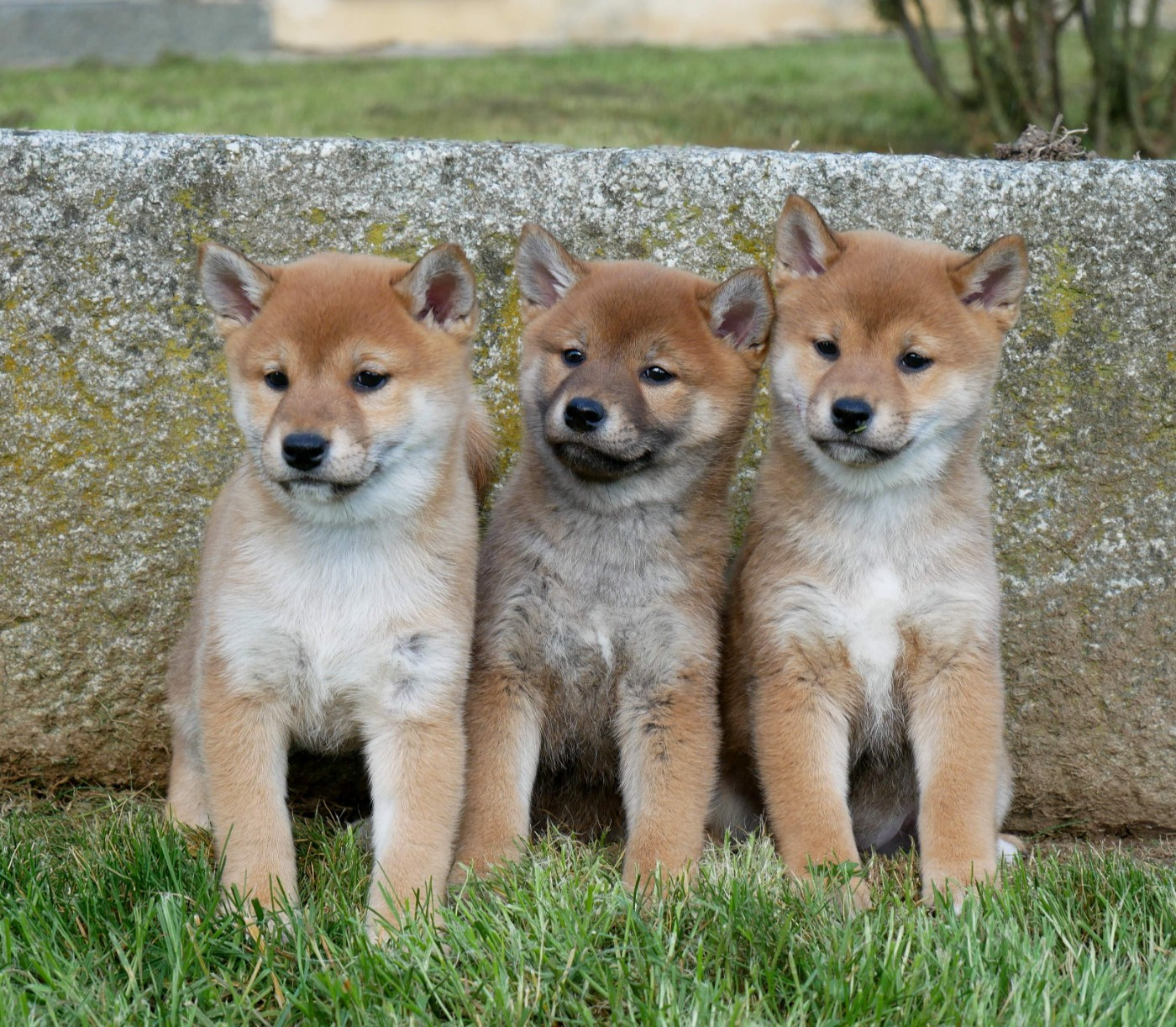 De La Source Des Rochettes - Shiba - Portée née le 13/01/2026