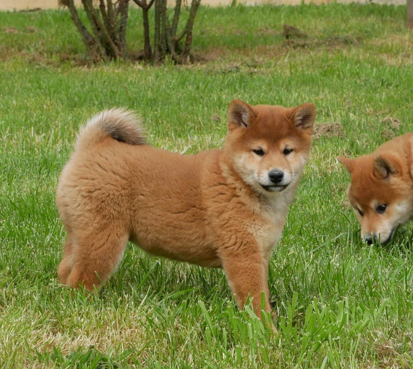 De La Source Des Rochettes - Chiots disponibles - Shiba