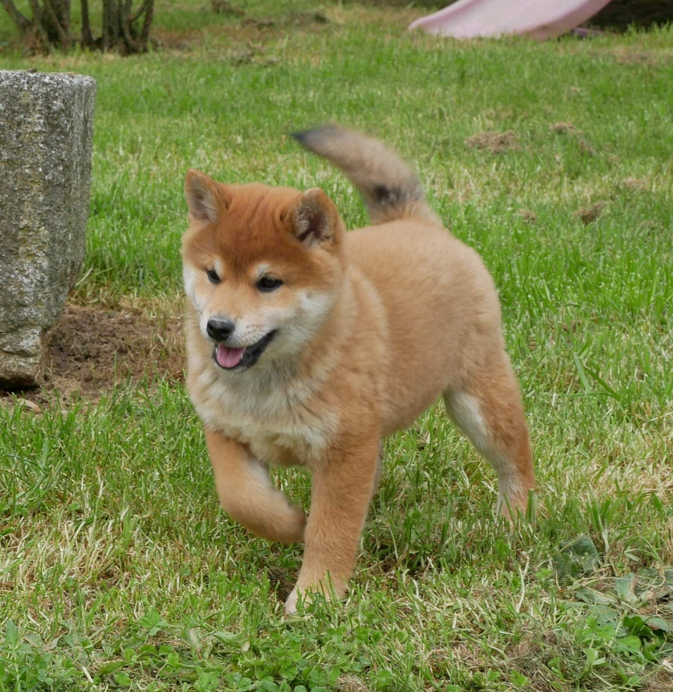 De La Source Des Rochettes - Chiots disponibles - Shiba
