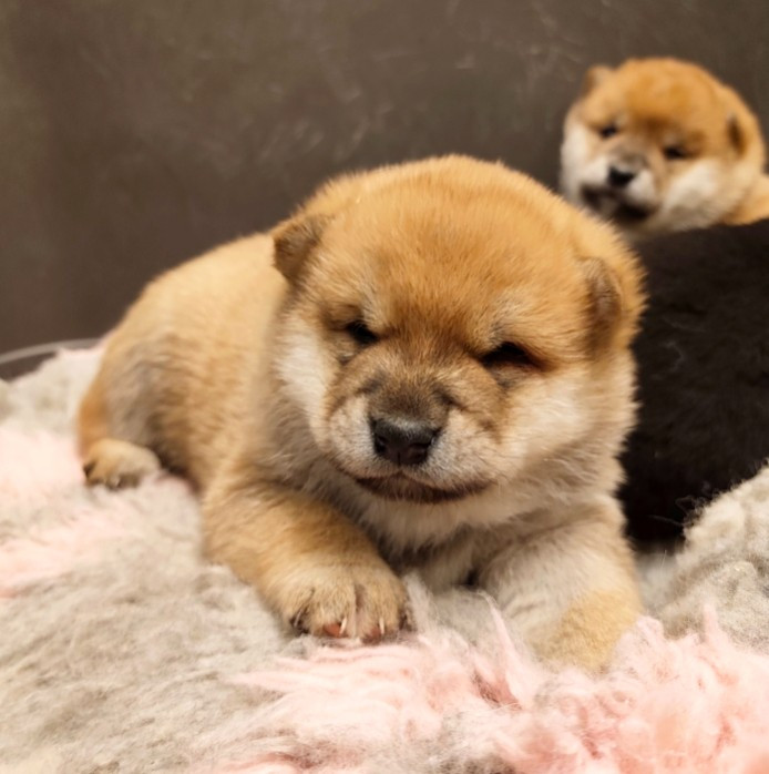 De La Source Des Rochettes - Chiots disponibles - Shiba
