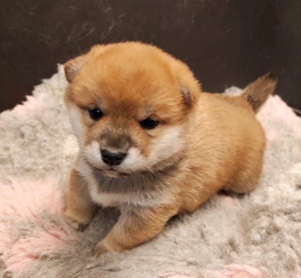 De La Source Des Rochettes - Chiots disponibles - Shiba