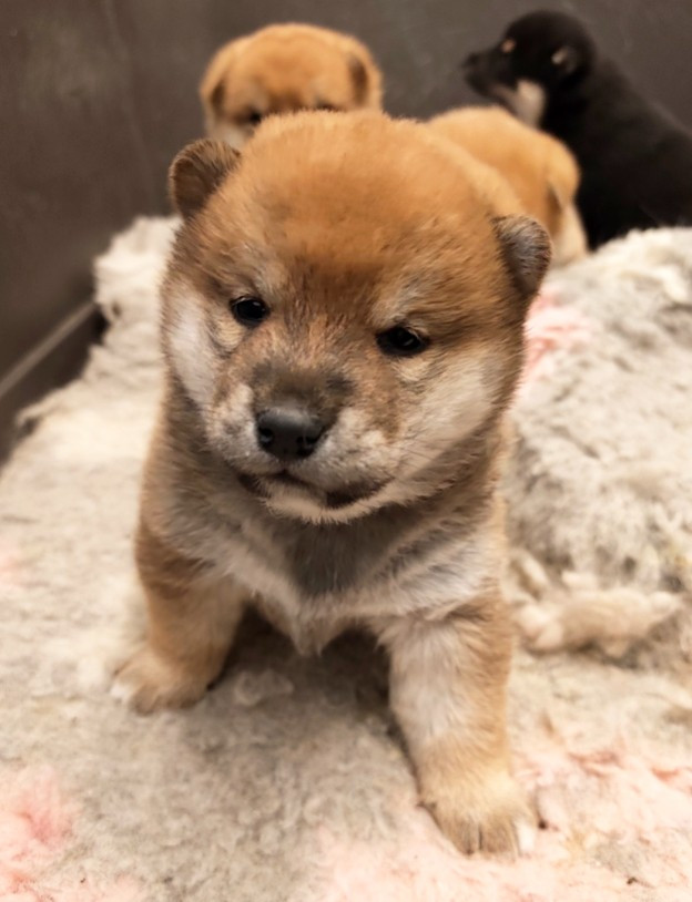 De La Source Des Rochettes - Chiots disponibles - Shiba