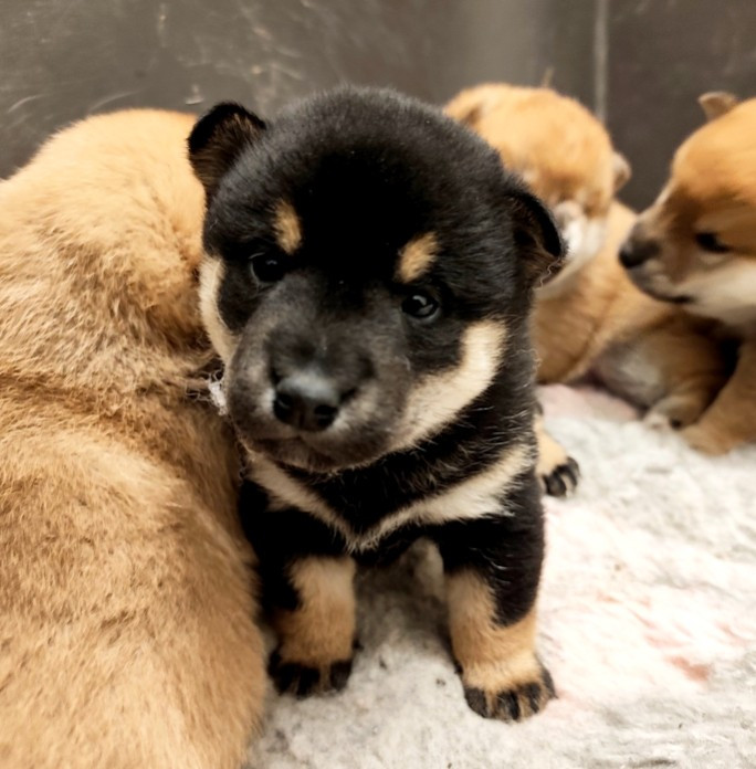 De La Source Des Rochettes - Chiots disponibles - Shiba