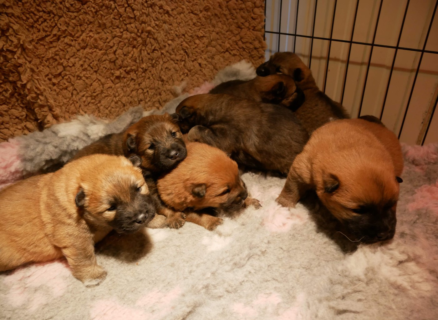 Chiot Eurasier De La Source Des Rochettes