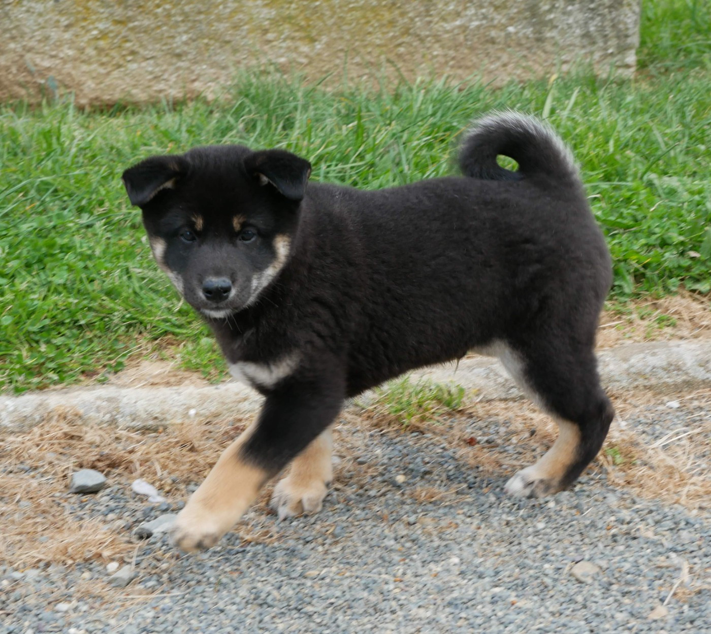 De La Source Des Rochettes - Chiots disponibles - Shiba