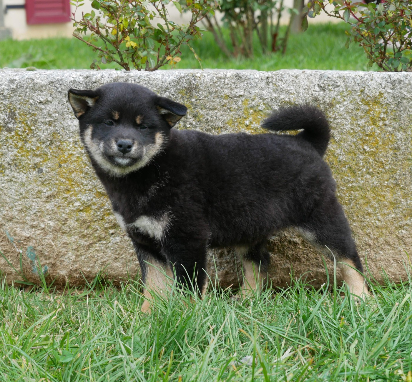 De La Source Des Rochettes - Chiots disponibles - Shiba