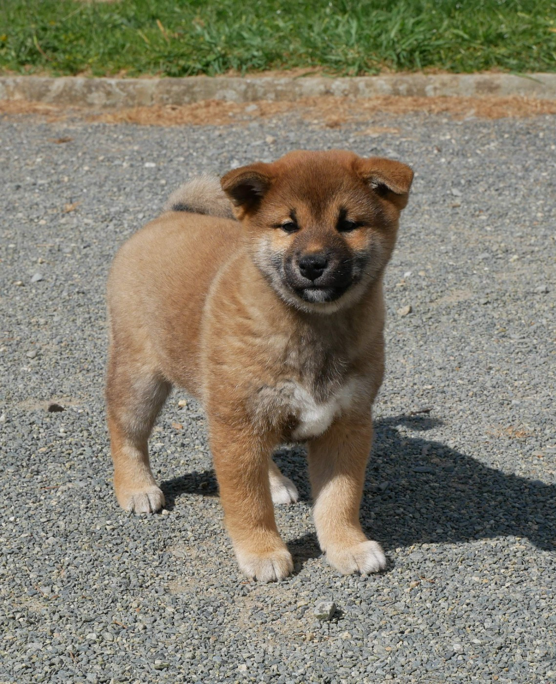 De La Source Des Rochettes - Chiots disponibles - Shiba