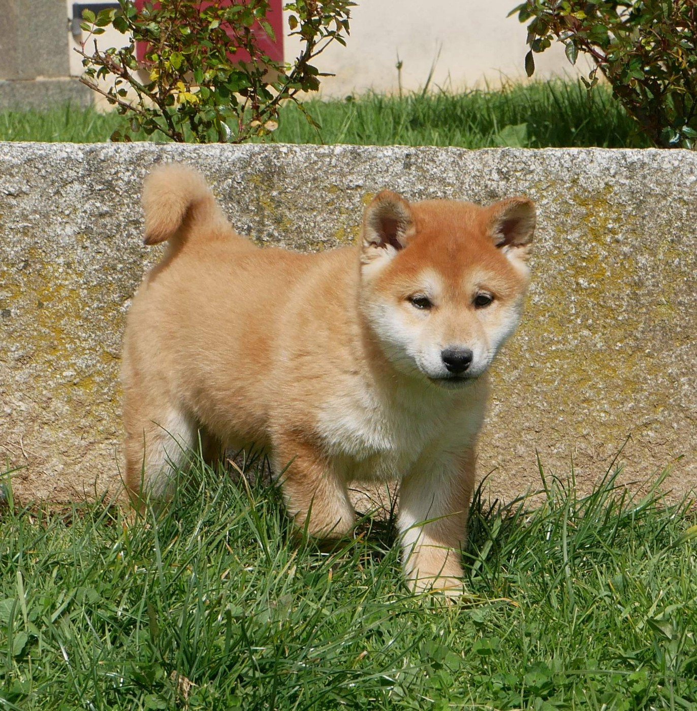 De La Source Des Rochettes - Chiots disponibles - Shiba