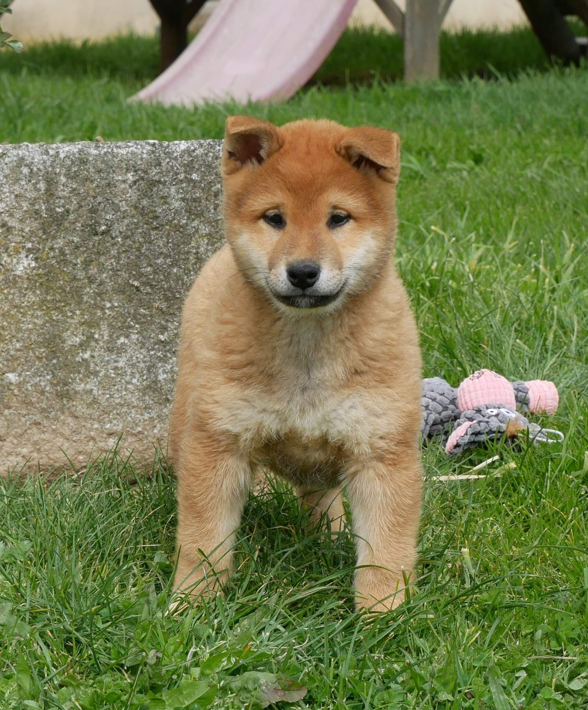 De La Source Des Rochettes - Chiots disponibles - Shiba