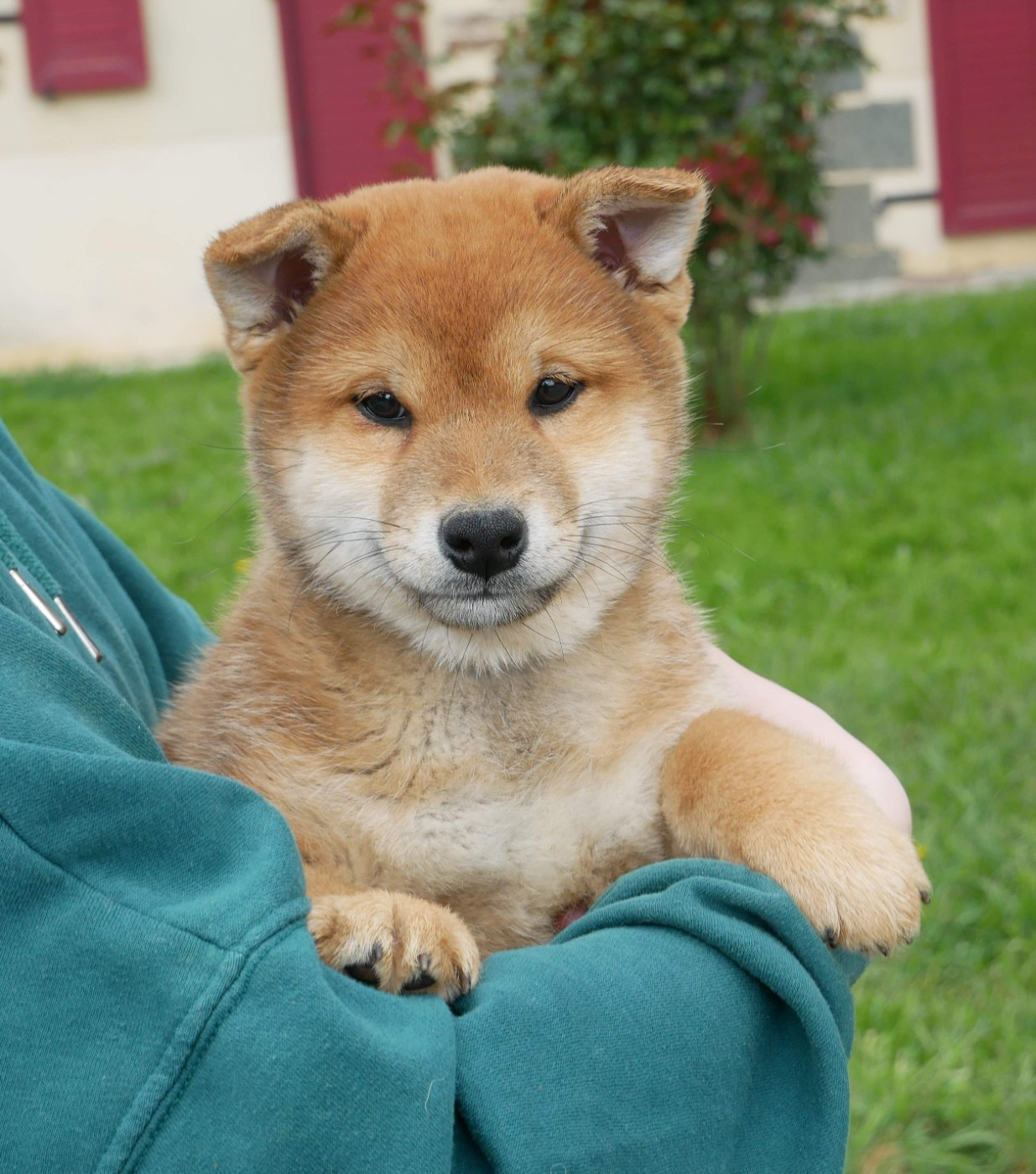De La Source Des Rochettes - Chiots disponibles - Shiba