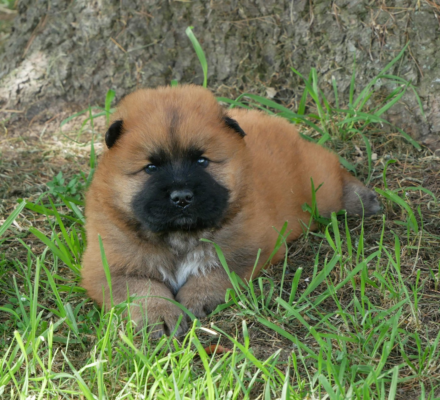 De La Source Des Rochettes - Chiots disponibles - Eurasier