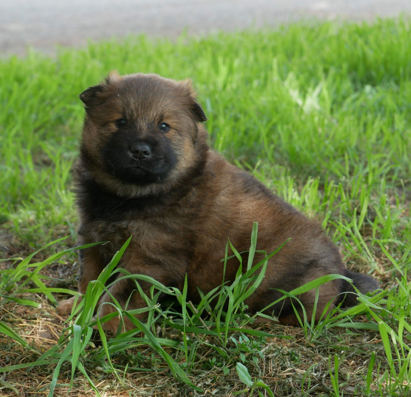 De La Source Des Rochettes - Chiots disponibles - Eurasier