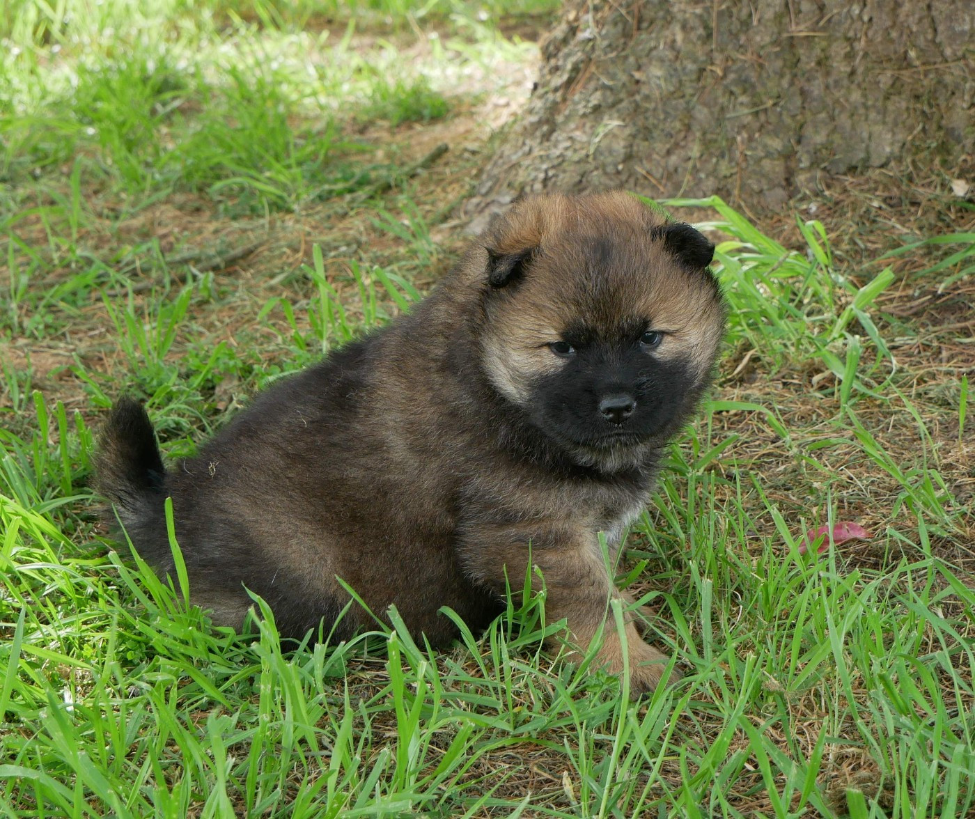 De La Source Des Rochettes - Chiots disponibles - Eurasier
