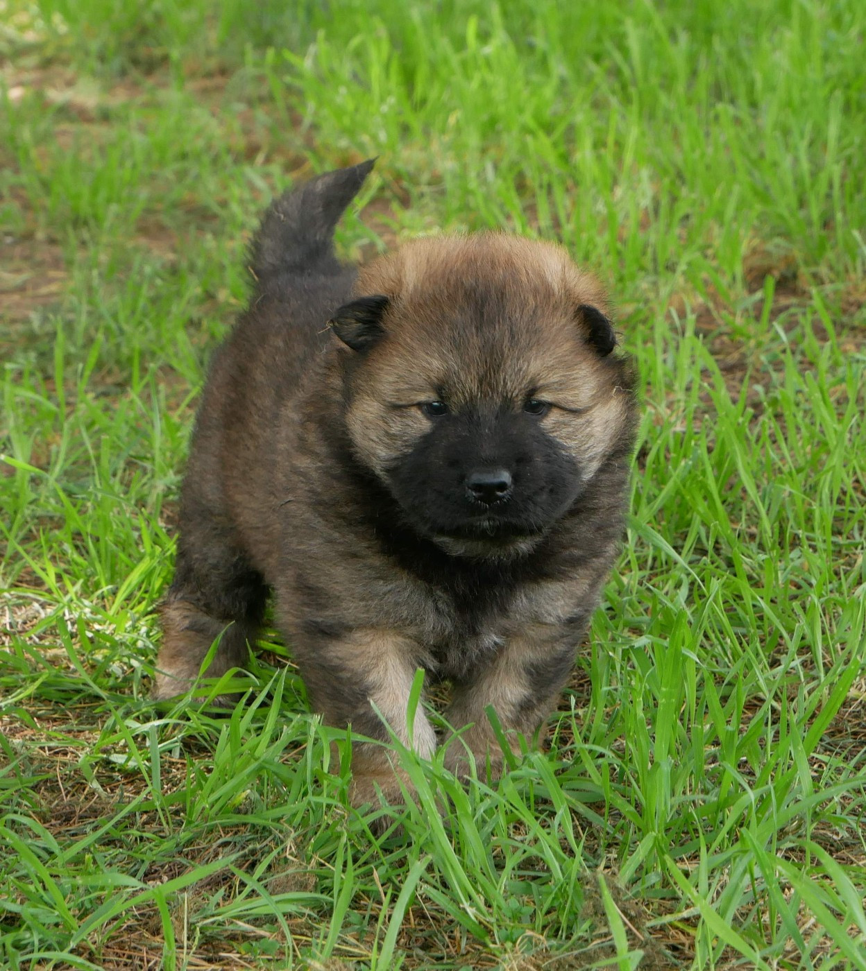 De La Source Des Rochettes - Chiots disponibles - Eurasier