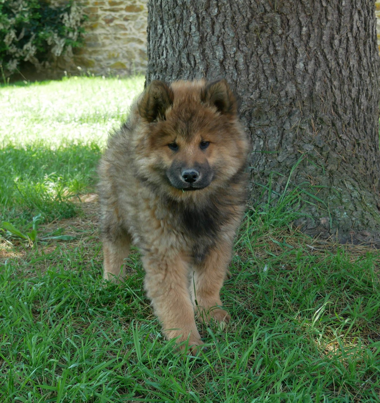 De La Source Des Rochettes - Chiots disponibles - Eurasier