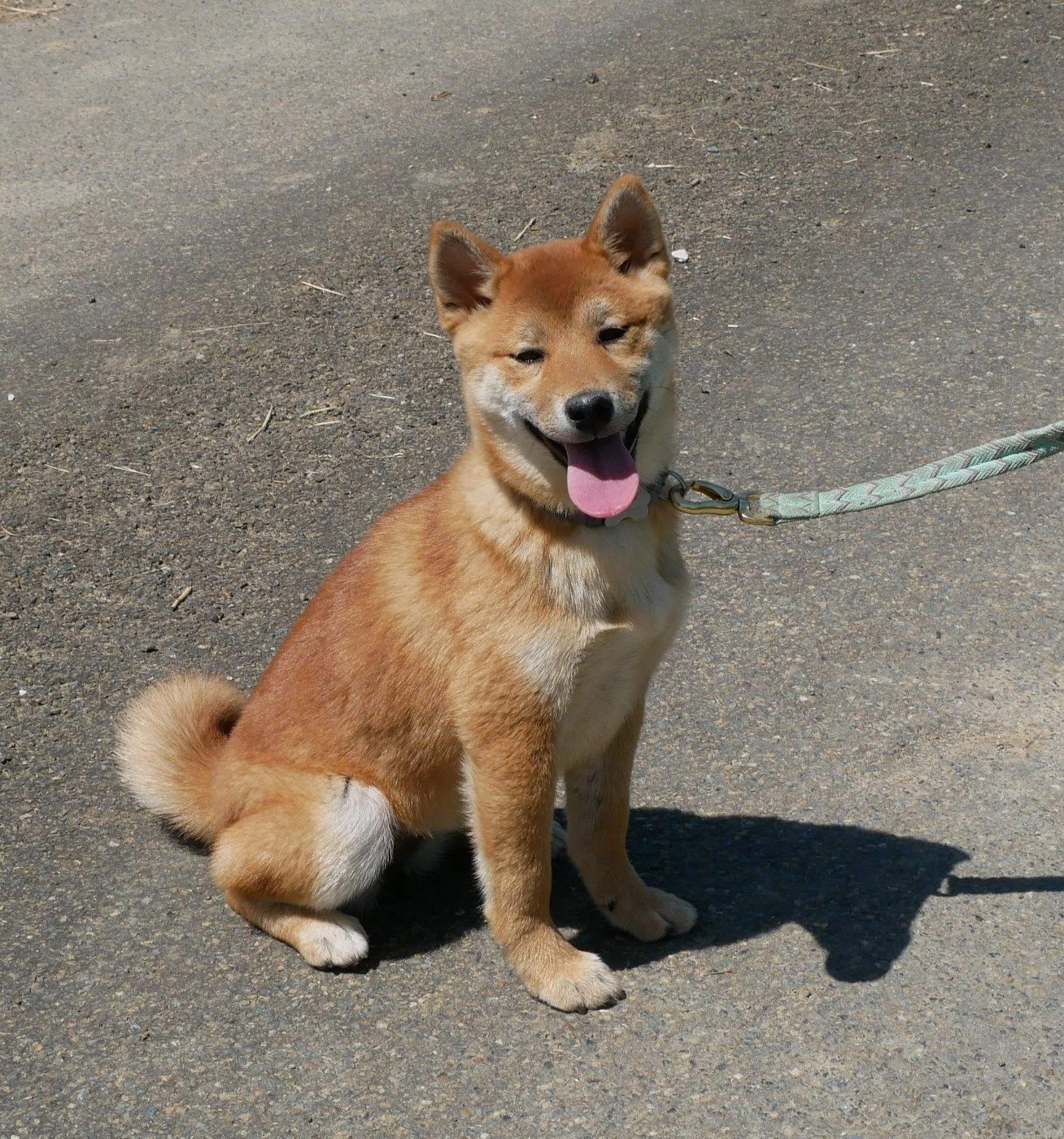 De La Source Des Rochettes - Chiots disponibles - Shiba