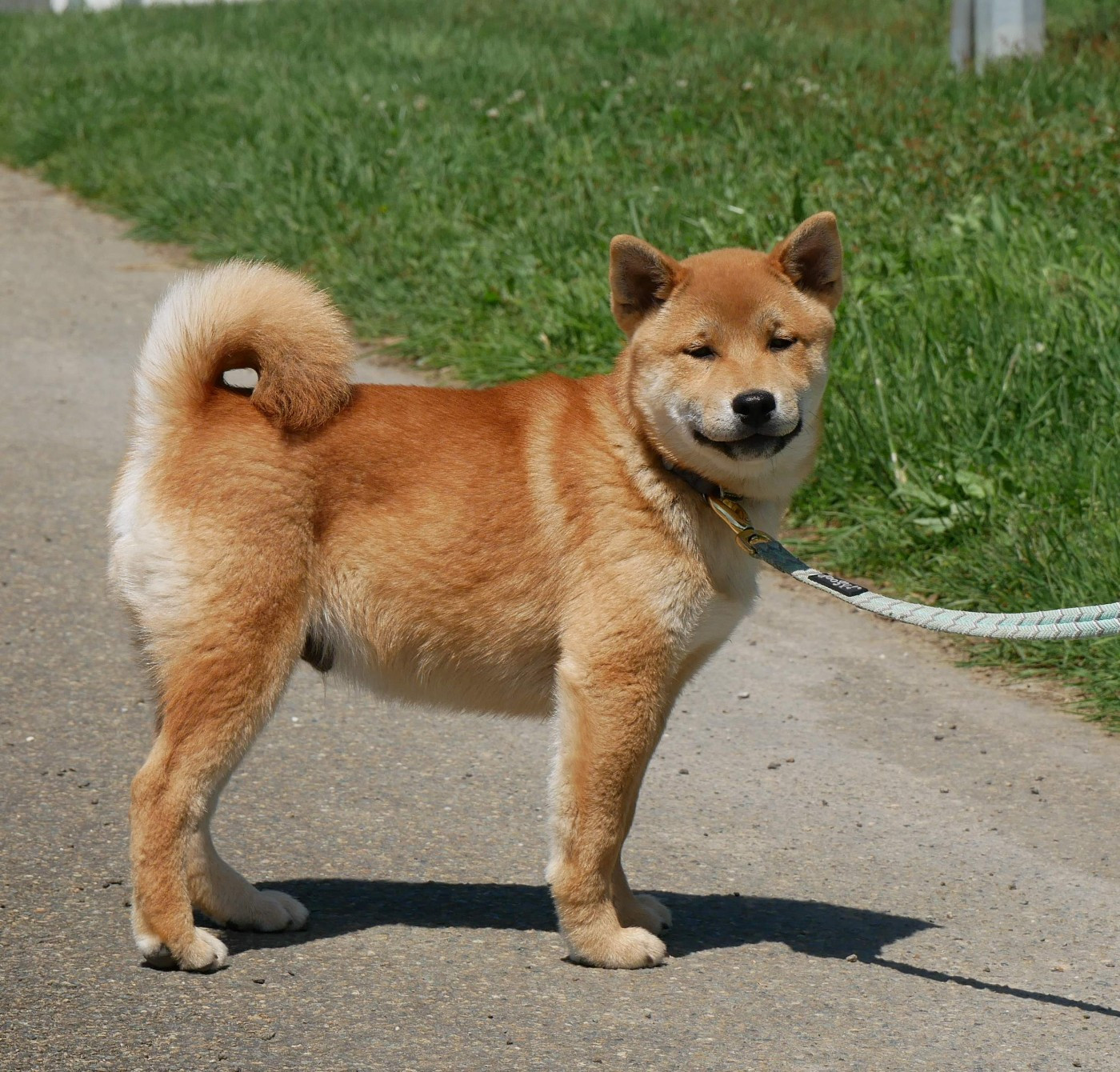 De La Source Des Rochettes - Chiots disponibles - Shiba