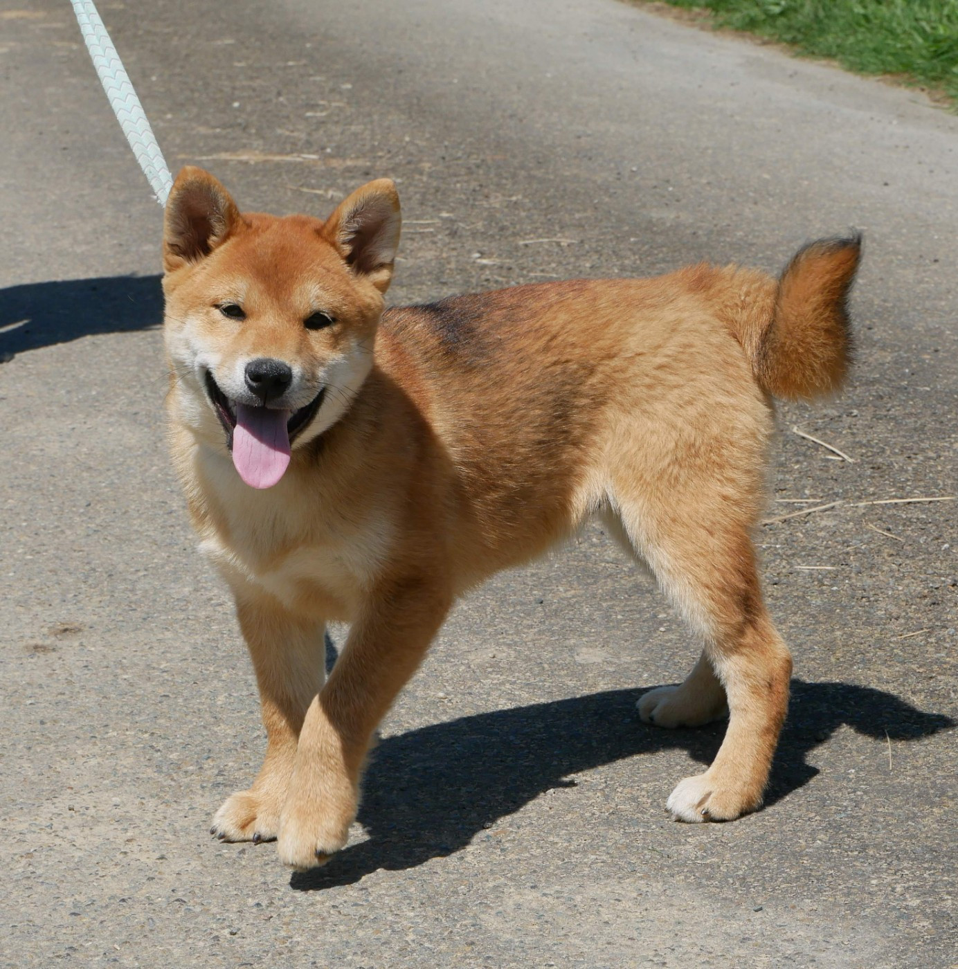 De La Source Des Rochettes - Chiots disponibles - Shiba